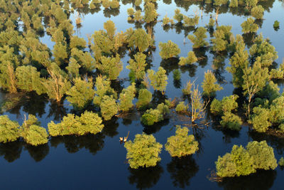 Reflection of trees on lake during autumn