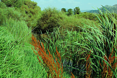 Plants growing on field against sky