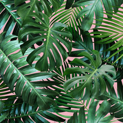 Full frame shot of green leaves