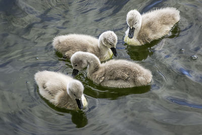 Four little cygnet, swam babies, new life concept, spring time