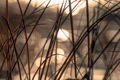 Close-up of stalks against sunset