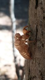 Close-up of butterfly on tree trunk