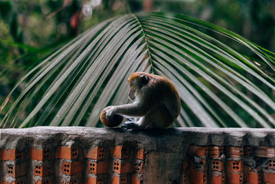 Close-up of monkey sitting on railing