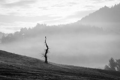 Bare tree on landscape against sky