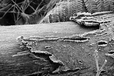 Close-up of frozen tree on field