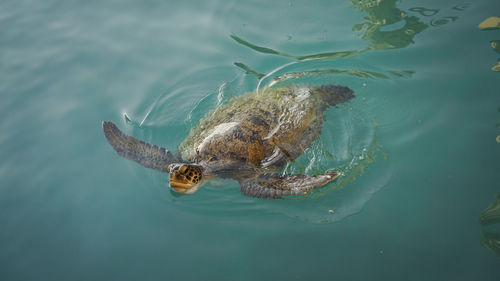 High angle view of turtle swimming in sea