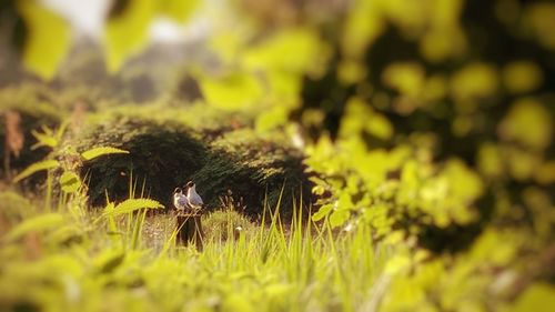 Bird perching on a tree