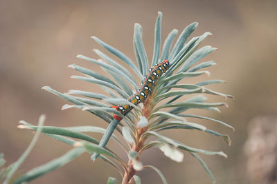 Close-up of insect on flower