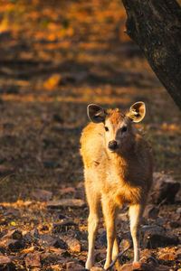 Portrait of an animal on land