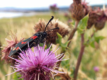 Close-up of insect on purple thistle flower