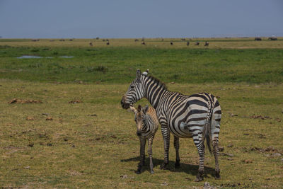 Zebra on landscape