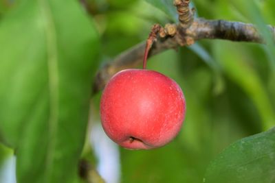 Close-up of strawberry growing on tree