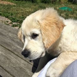 High angle view of dog relaxing outdoors