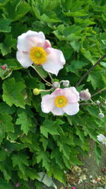 Close-up of white flowering plant