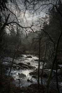 Bare trees in forest during winter