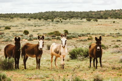 Group of wild burros stare at camera on blm land of utah desert