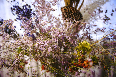 Close-up of purple flowering plant