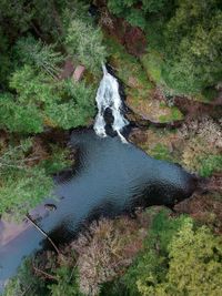 High angle view of water flowing in forest