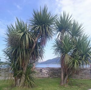 Palm trees on landscape against cloudy sky