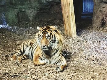 Cat sitting in a zoo