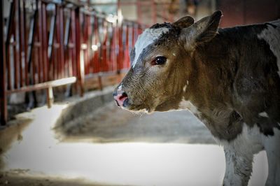 Two week calf in barn 