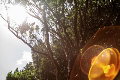 Low angle view of fruits on tree against sky