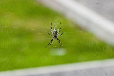 Close-up of spider web