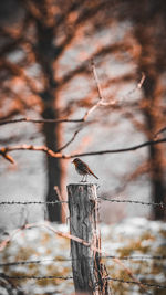 Bird perching on a tree