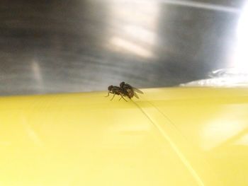 Close-up of bee on yellow flower