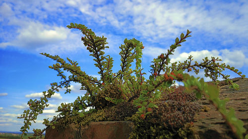 Low angle view of flowering plants against sky