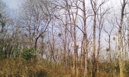 Bare trees in forest