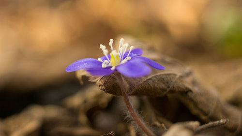 Close-up of purple flowering plant