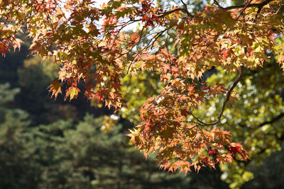 Close-up of maple tree