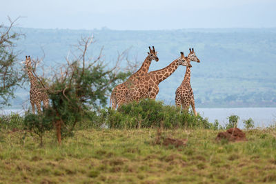 View of giraffe on field against sky