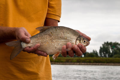 Fishing and catching  a silver bream out of the river the ijssel province overijssel the netherlands