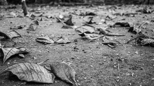 Surface level of fallen leaves