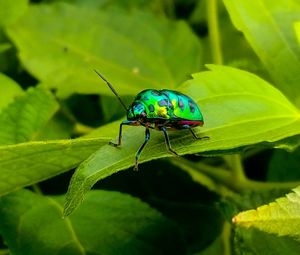 Close-up of insect on leaf