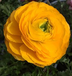 Close-up of yellow rose