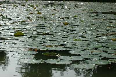 Water drops on leaves floating on lake