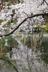 Close-up of flowers in pond