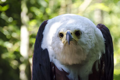 Close-up portrait of owl