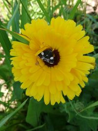 Close-up of yellow flower