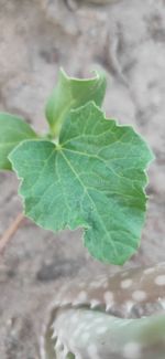 Close-up of green leaves on plant