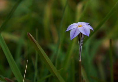 Close-up of purple flowering plant