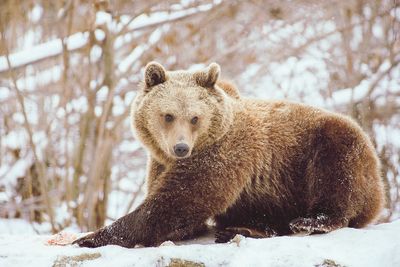 View of an animal on snow covered land