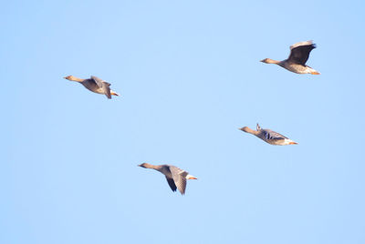 Low angle view of seagulls flying against clear blue sky