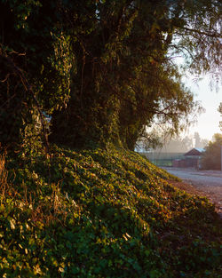 Empty road along trees