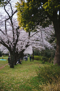 Trees growing on grassy field in park