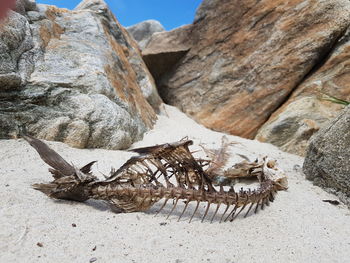 Dead fish on beach