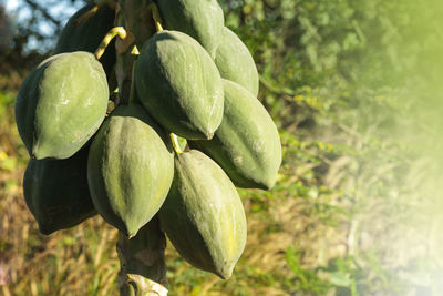 Close-up of papayas growing on tree